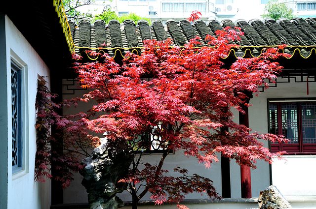 上海著名古建筑旅游景點古猗園介紹  第8張